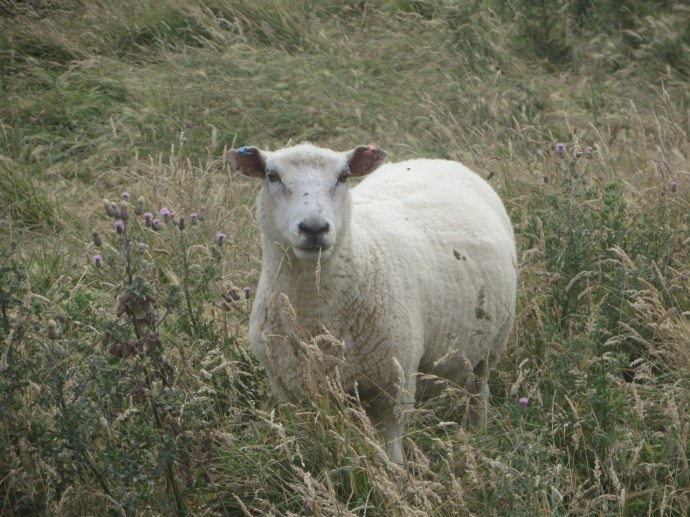 This guy may also need some floss.